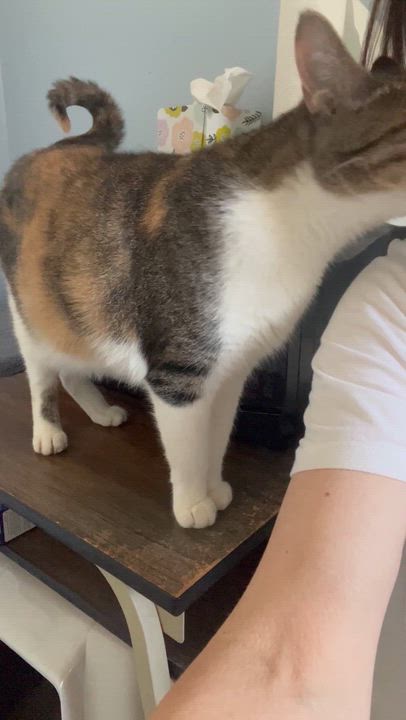 Enlarge Rebel, a Adoptable Domestic Short Hair in Moline, IL video 2/5