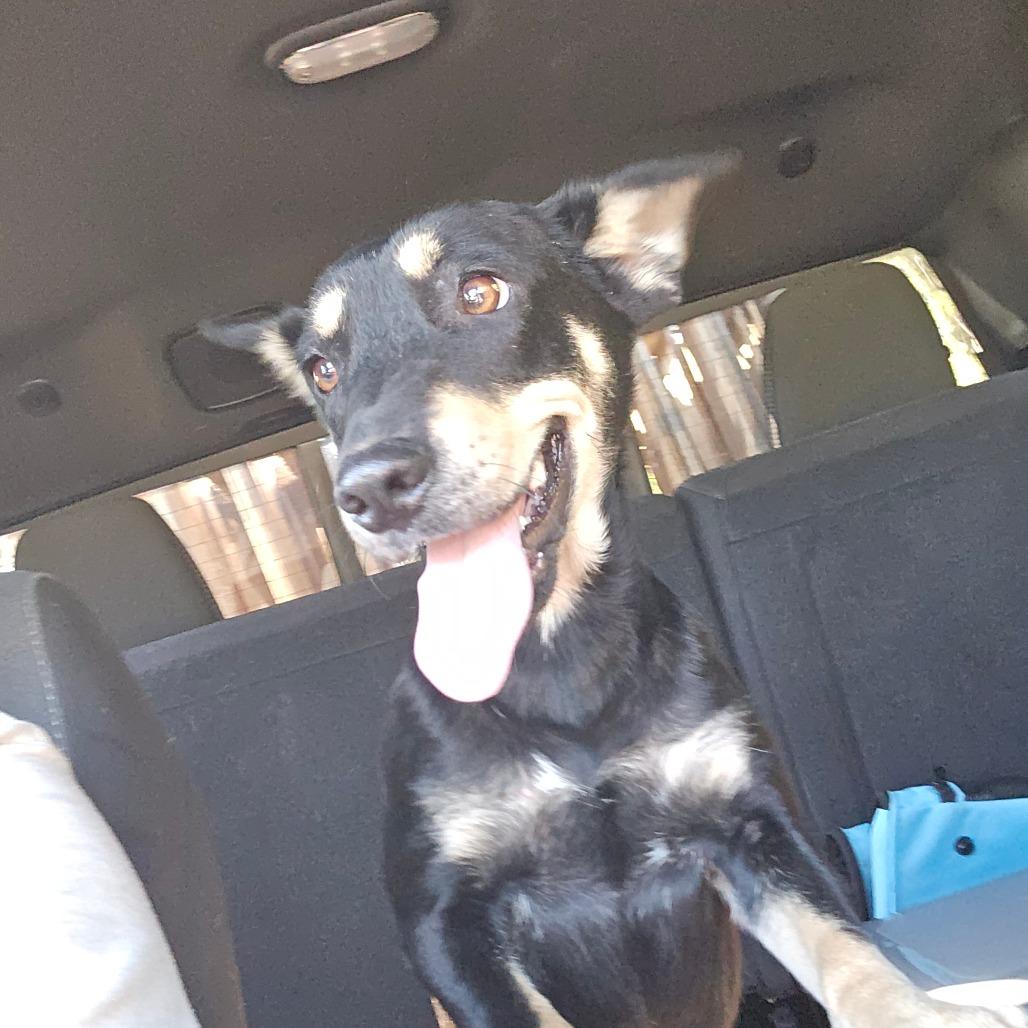 Enlarge Fancy Nancy, a Adoptable Mixed Breed image 1/1