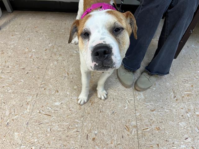 TACO, Adoptable, Young Male Pit Bull Terrier & Mixed Breed.