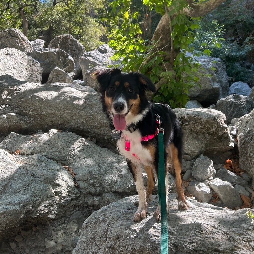 Nova, Adopted, Young Female Australian Shepherd.