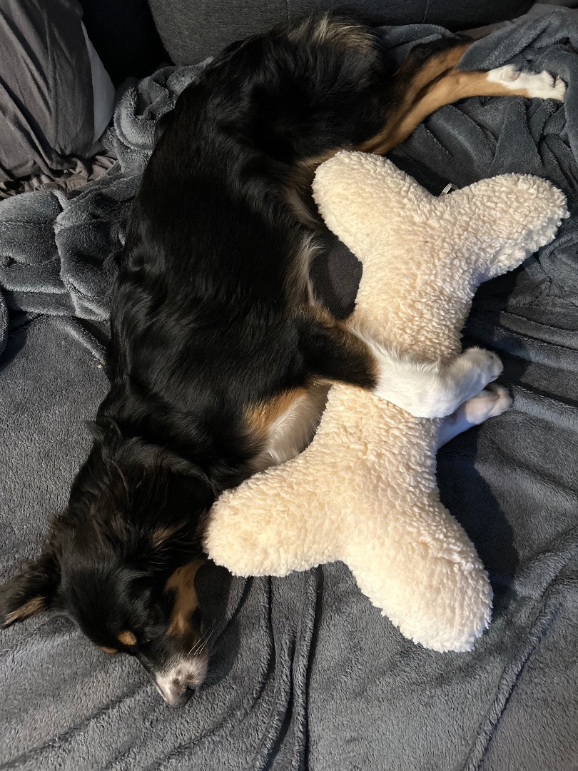 Enlarge Nova, a Adopted Australian Shepherd in Los Gatos, CA image 2/6