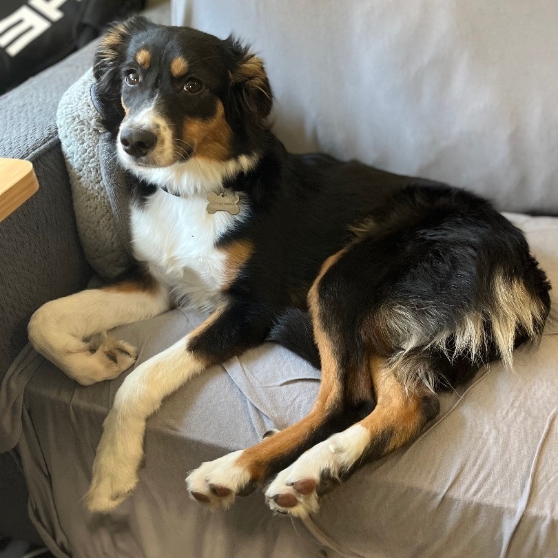 Enlarge Nova, a Adopted Australian Shepherd in Los Gatos, CA image 3/6