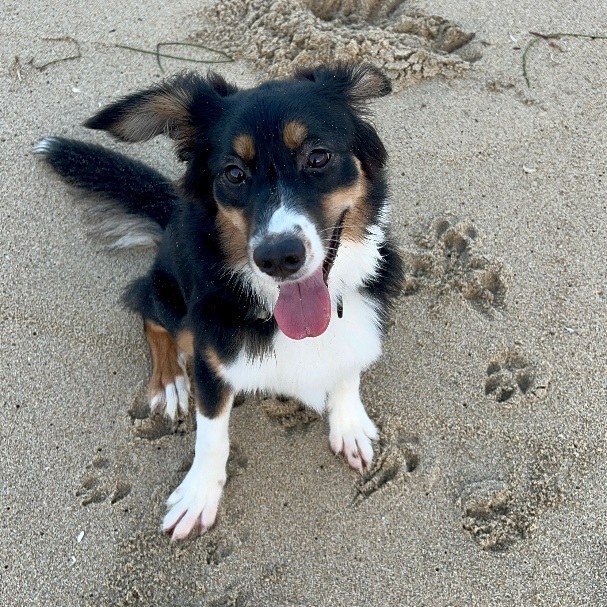 Enlarge Nova, a Adopted Australian Shepherd in Los Gatos, CA image 4/6