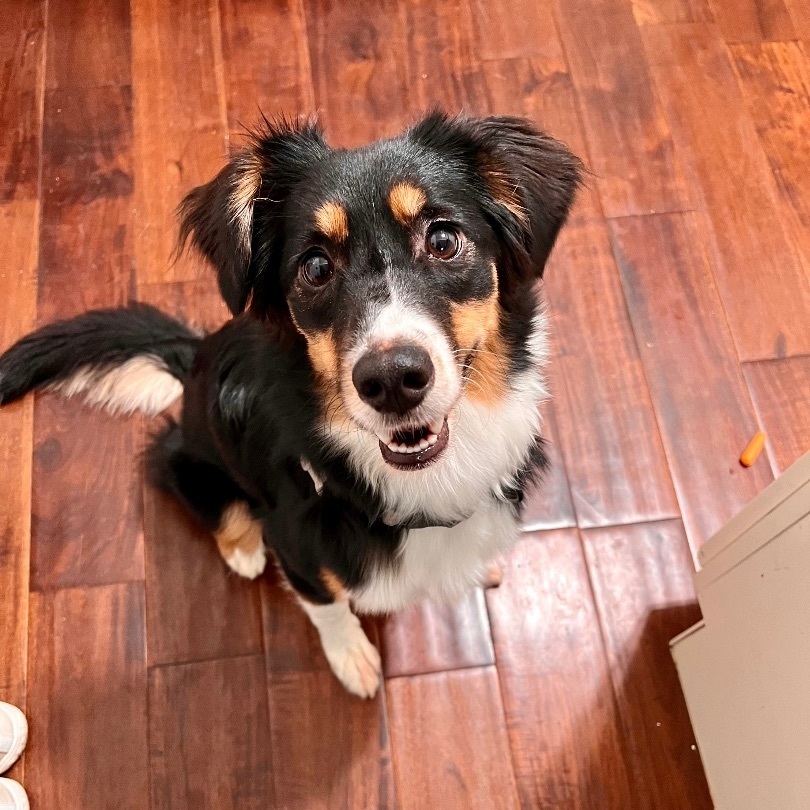 Enlarge Nova, a Adopted Australian Shepherd in Los Gatos, CA image 5/6