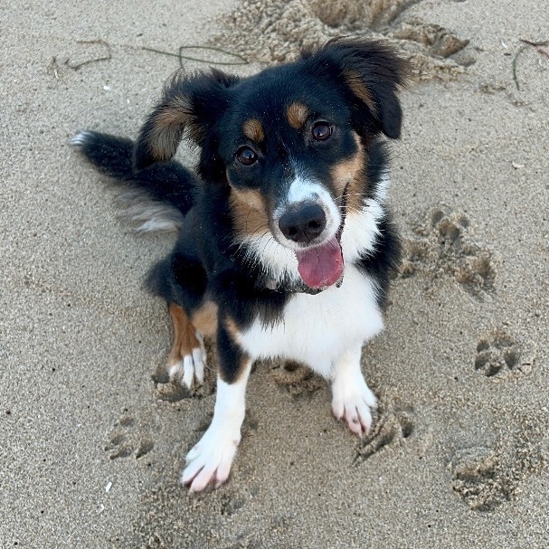 Enlarge Nova, a Adopted Australian Shepherd in Los Gatos, CA image 6/6