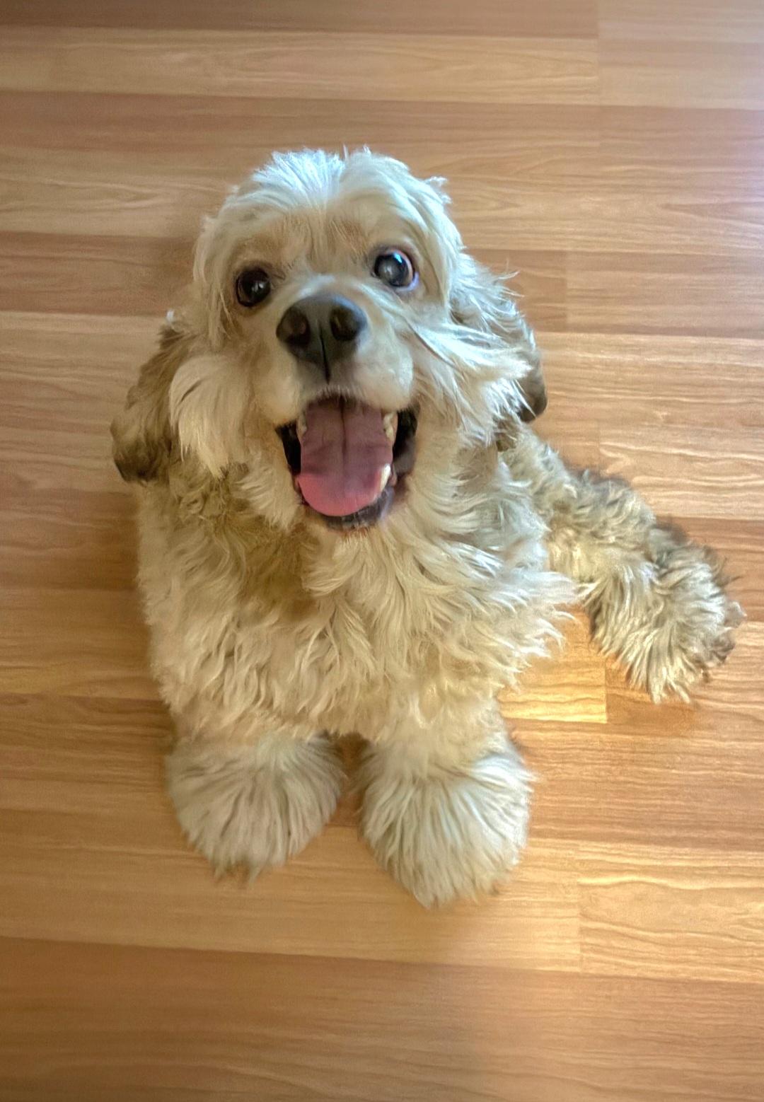 Milo, Adoptable, Adult Male Cocker Spaniel.