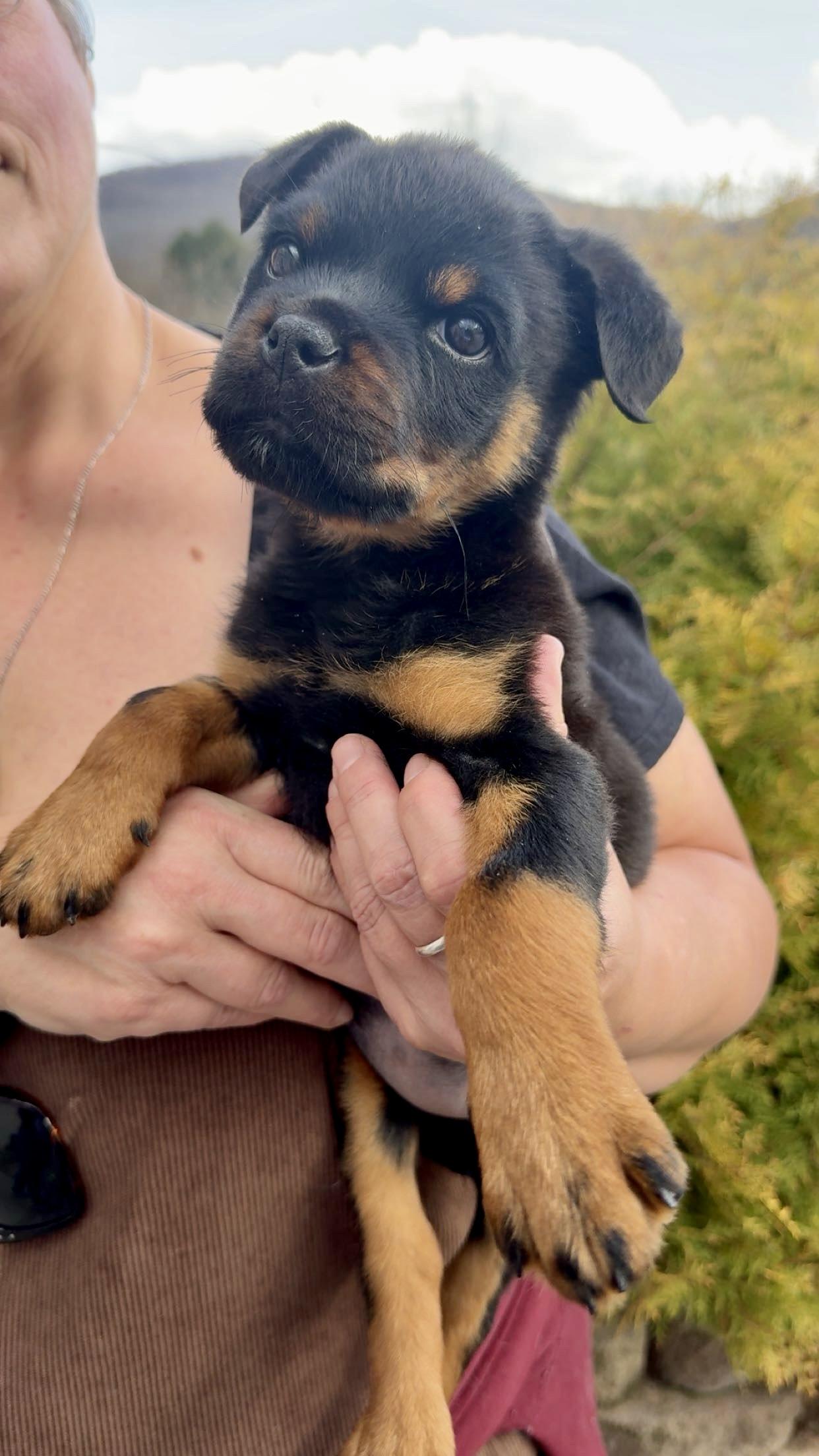Enlarge Pipette *cleft palate puppy*, an adopted Rottweiler in Delhi, NY image 3/6