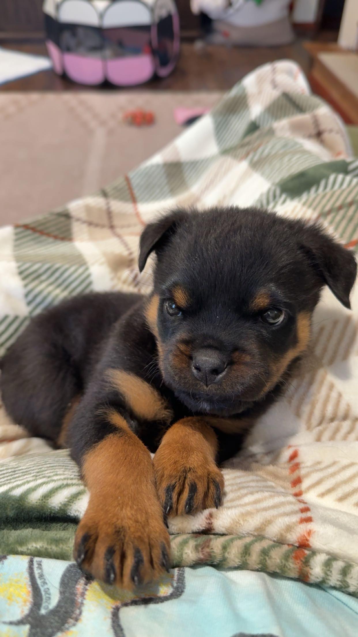 Pipette *cleft palate puppy*, adopted, Puppy Female Rottweiler.