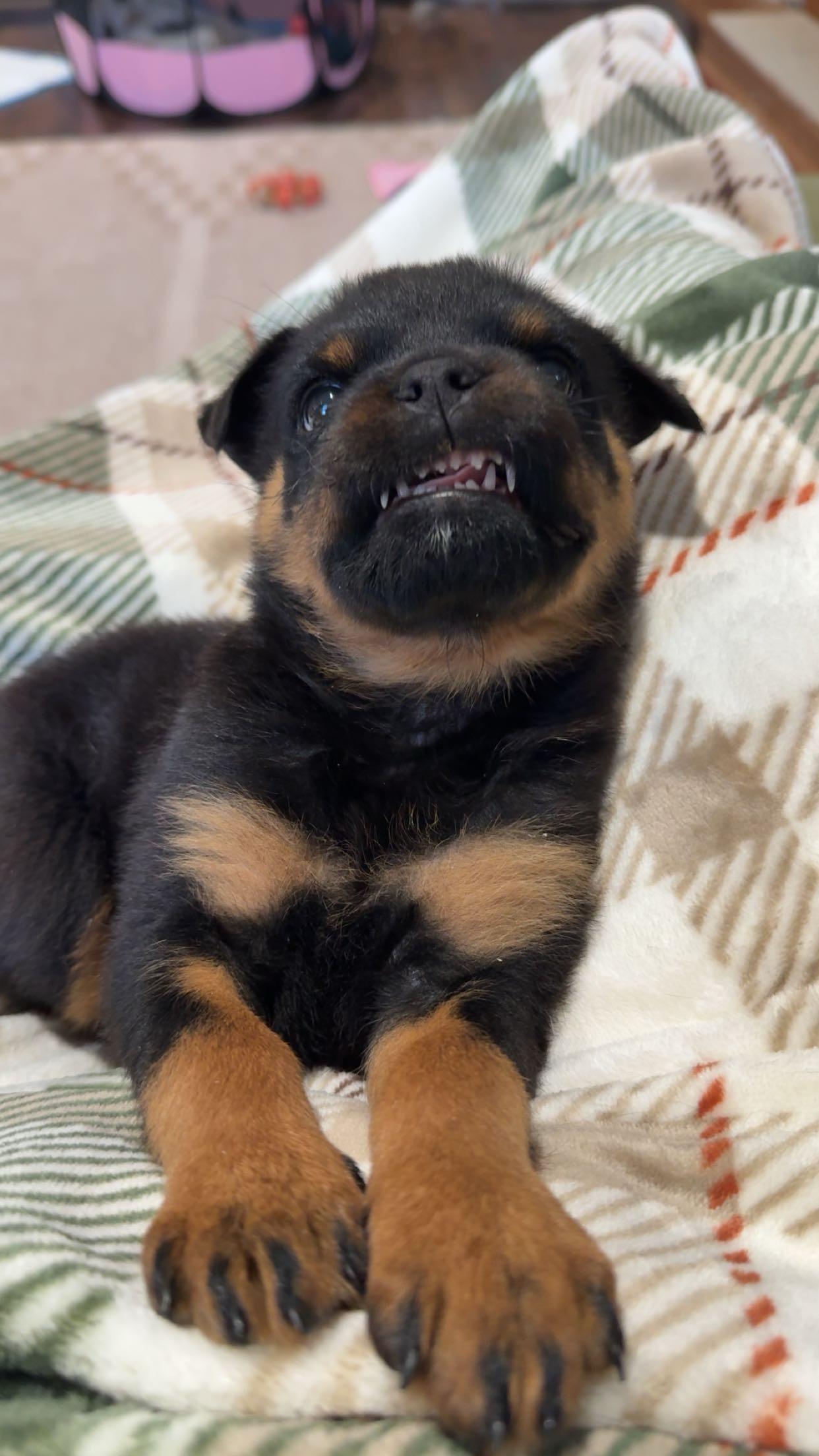 Enlarge Pipette *cleft palate puppy*, an adopted Rottweiler in Delhi, NY image 4/6