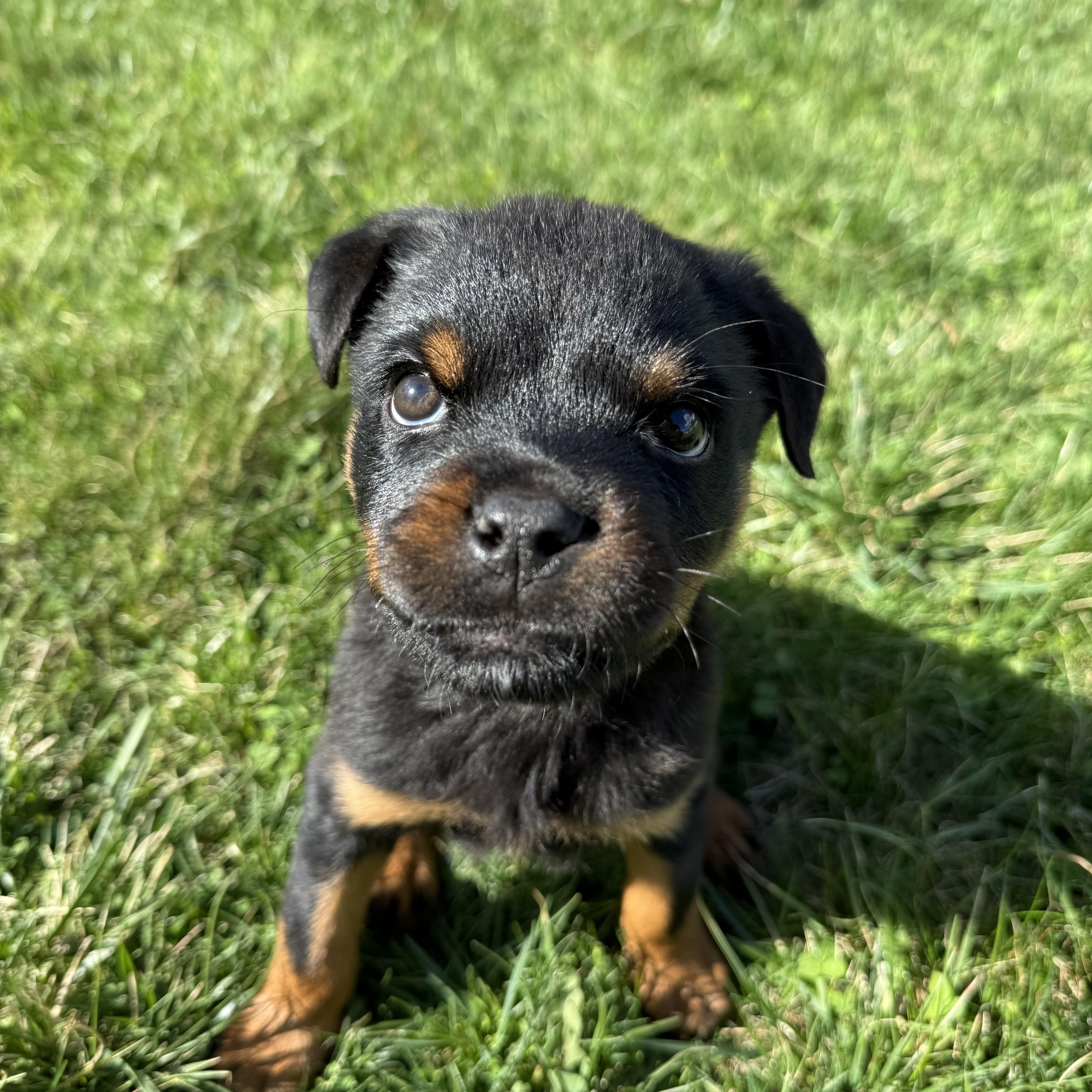 Enlarge Pipette *cleft palate puppy*, an adopted Rottweiler in Delhi, NY image 6/6