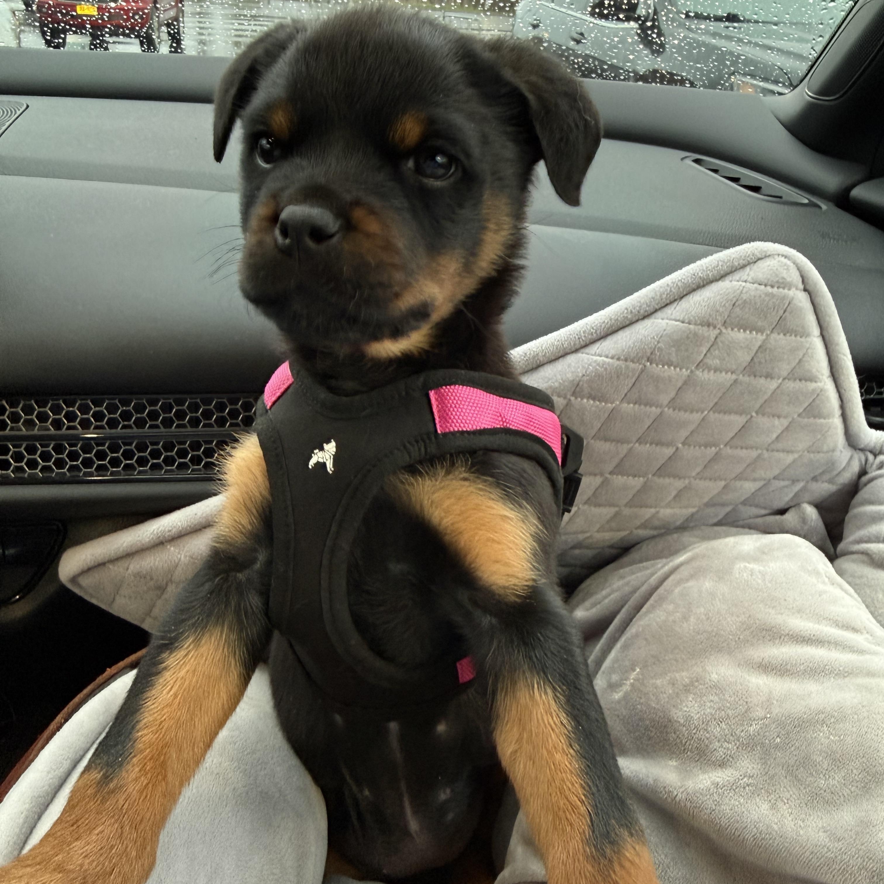 Enlarge Pipette *cleft palate puppy*, an adopted Rottweiler in Delhi, NY image 5/6