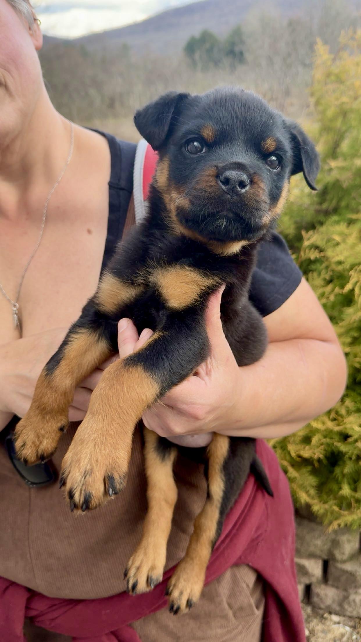 Enlarge Pipette *cleft palate puppy*, an adopted Rottweiler in Delhi, NY image 2/6