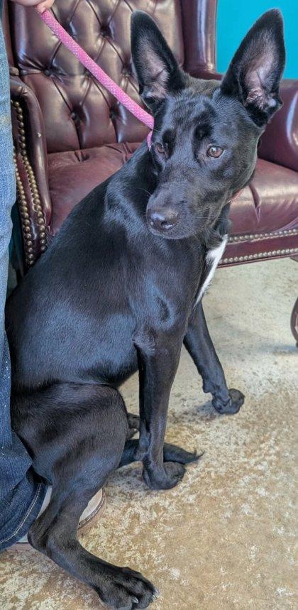 Enlarge Raven, a Adoptable mixed breed in La Harpe, KS image 2/3