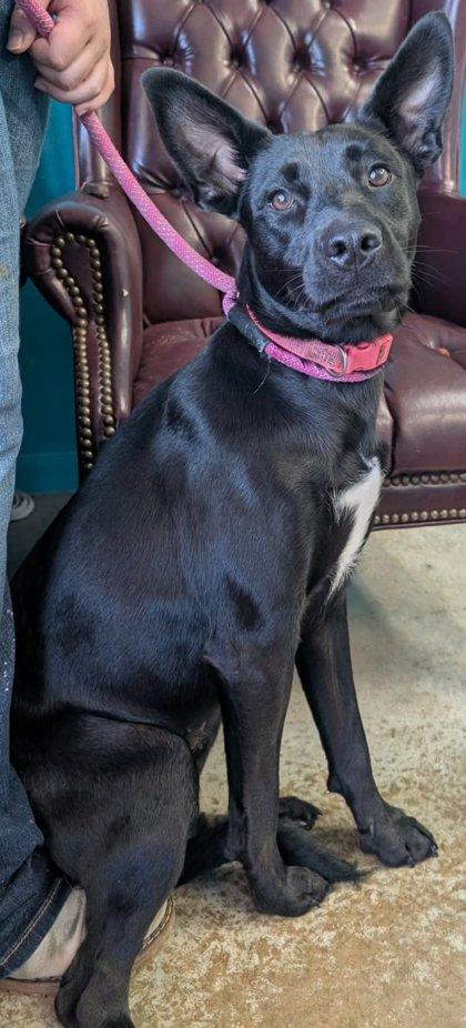 Enlarge Raven, a Adoptable mixed breed in La Harpe, KS image 3/3