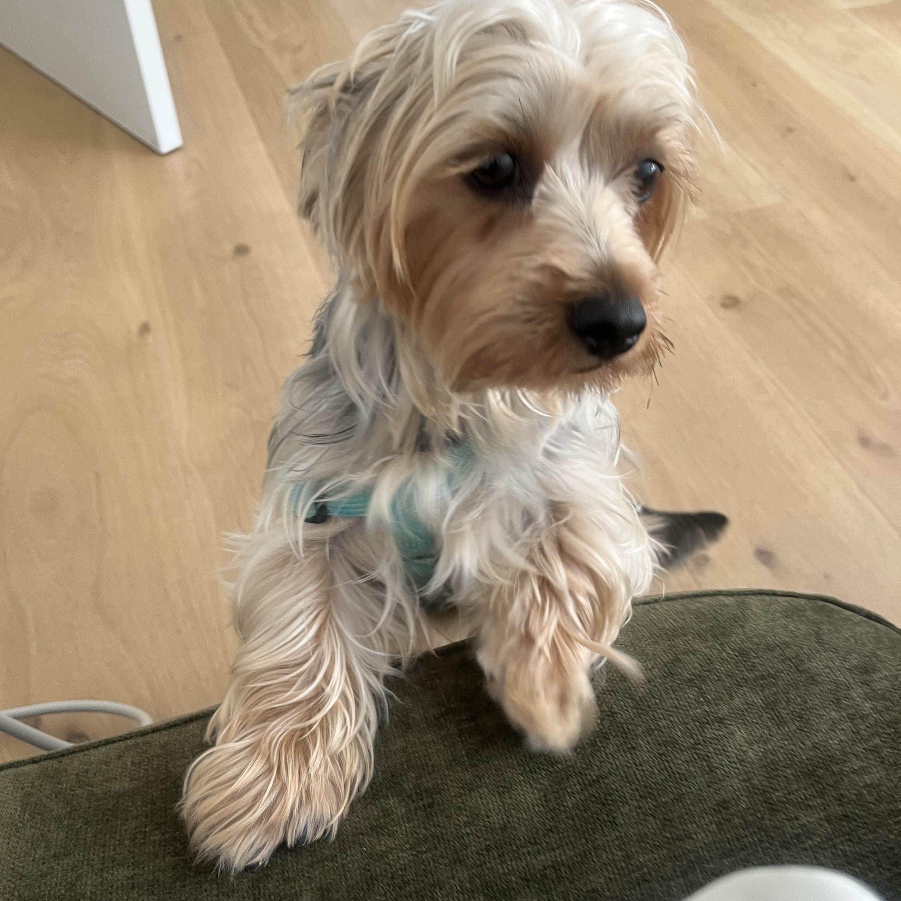 Enlarge Birdie, a Adoptable Yorkshire Terrier in Redondo Beach, CA image 3/6