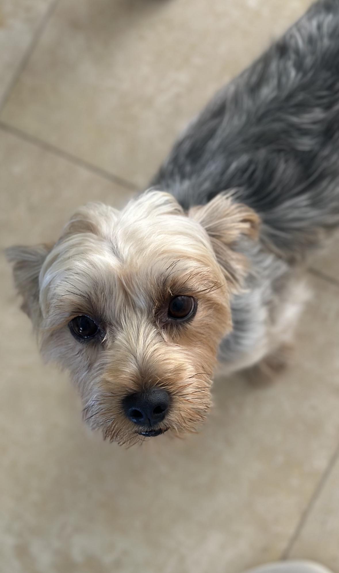 Enlarge Birdie, a Adoptable Yorkshire Terrier in Redondo Beach, CA image 1/6