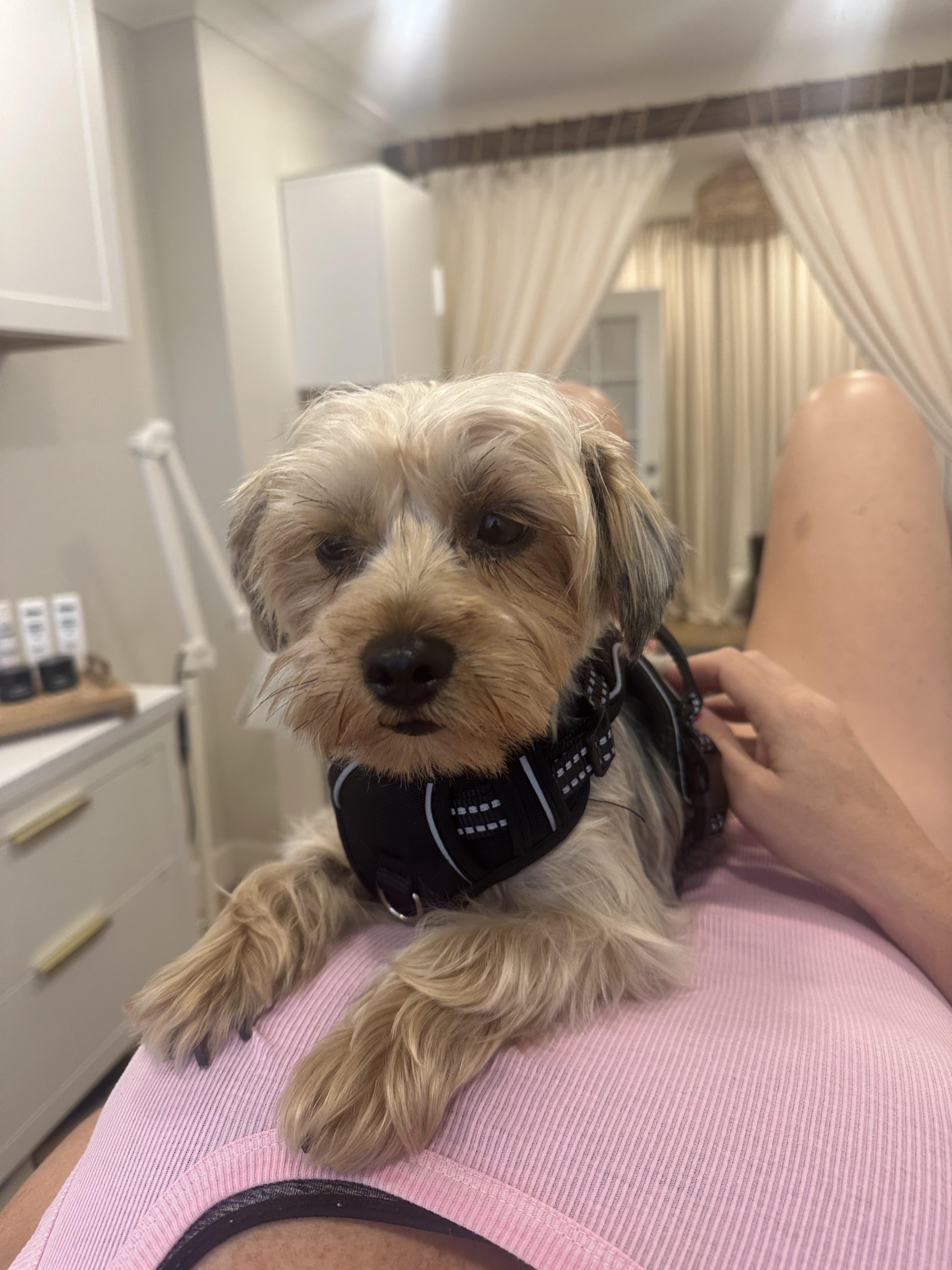 Enlarge Birdie, a Adoptable Yorkshire Terrier in Redondo Beach, CA image 2/6
