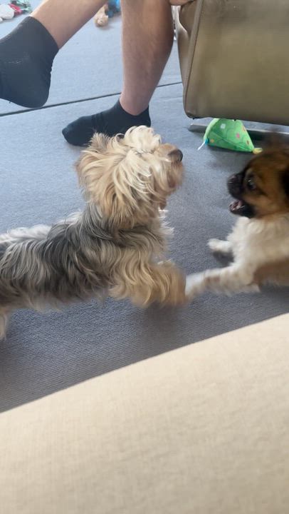 Enlarge Birdie, a Adoptable Yorkshire Terrier in Redondo Beach, CA video 6/6