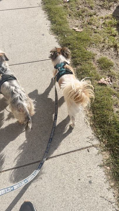 Enlarge Birdie, a Adoptable Yorkshire Terrier in Redondo Beach, CA video 5/6