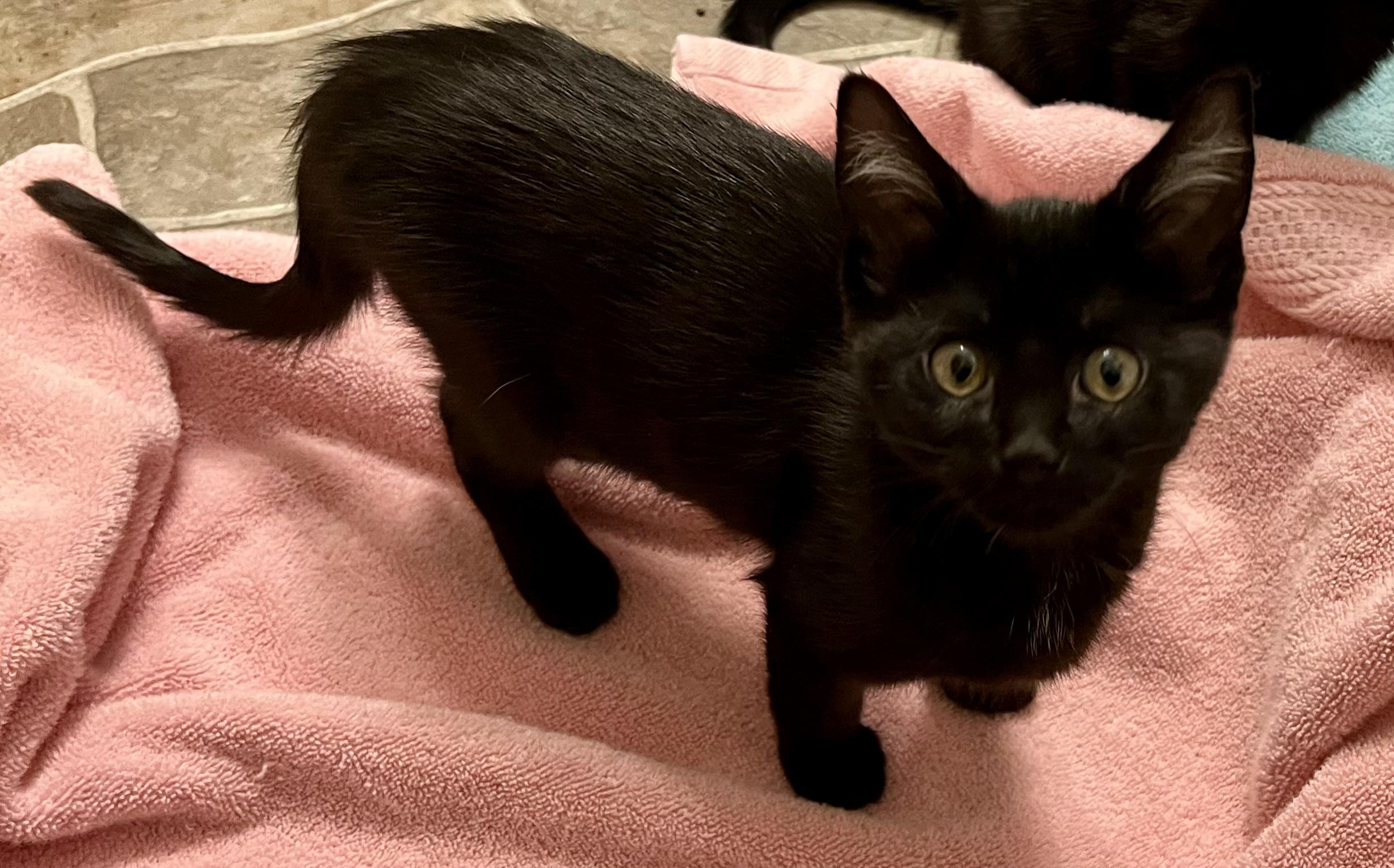 Enlarge Pattie, a ADOPTABLE Domestic Short Hair in Greenwood, IN image 1/1