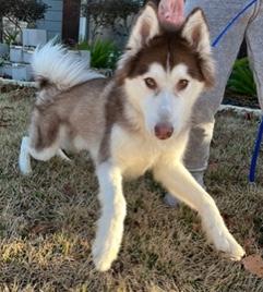 Enlarge Yotee, an adopted Husky in Longwood, FL image 2/3