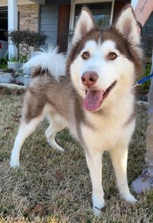 Enlarge Yotee, an adopted Husky in Longwood, FL image 1/3