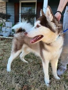 Enlarge Yotee, an adopted Husky in Longwood, FL image 3/3