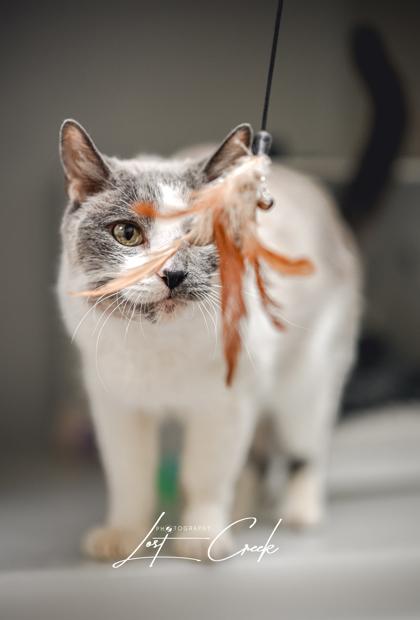 Brian, Adoptable, Senior Male Domestic Short Hair & Domestic Short Hair.