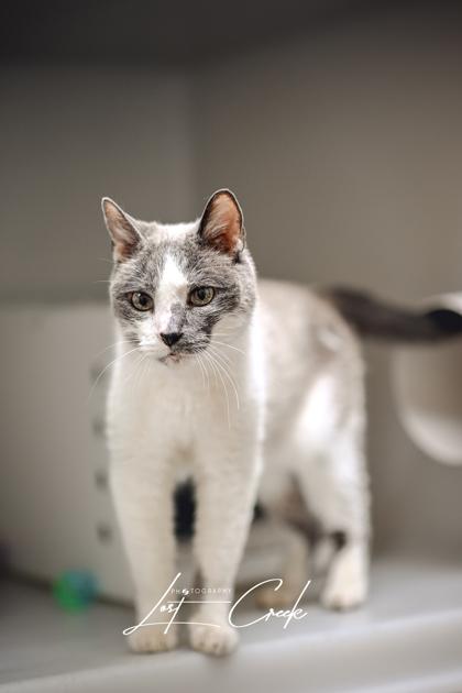 Brian, a Adoptable mixed breed in Kalispell, MT image 3/3