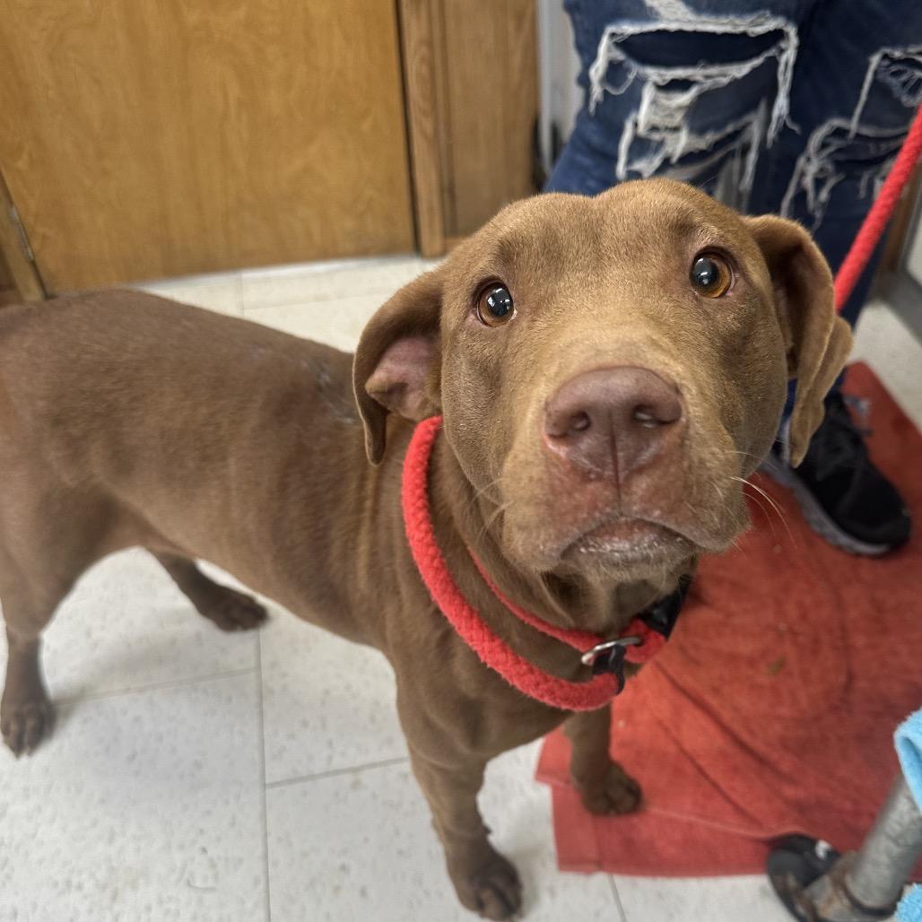 Enlarge Vonda Kay, a Adoptable Mixed Breed image 1/1