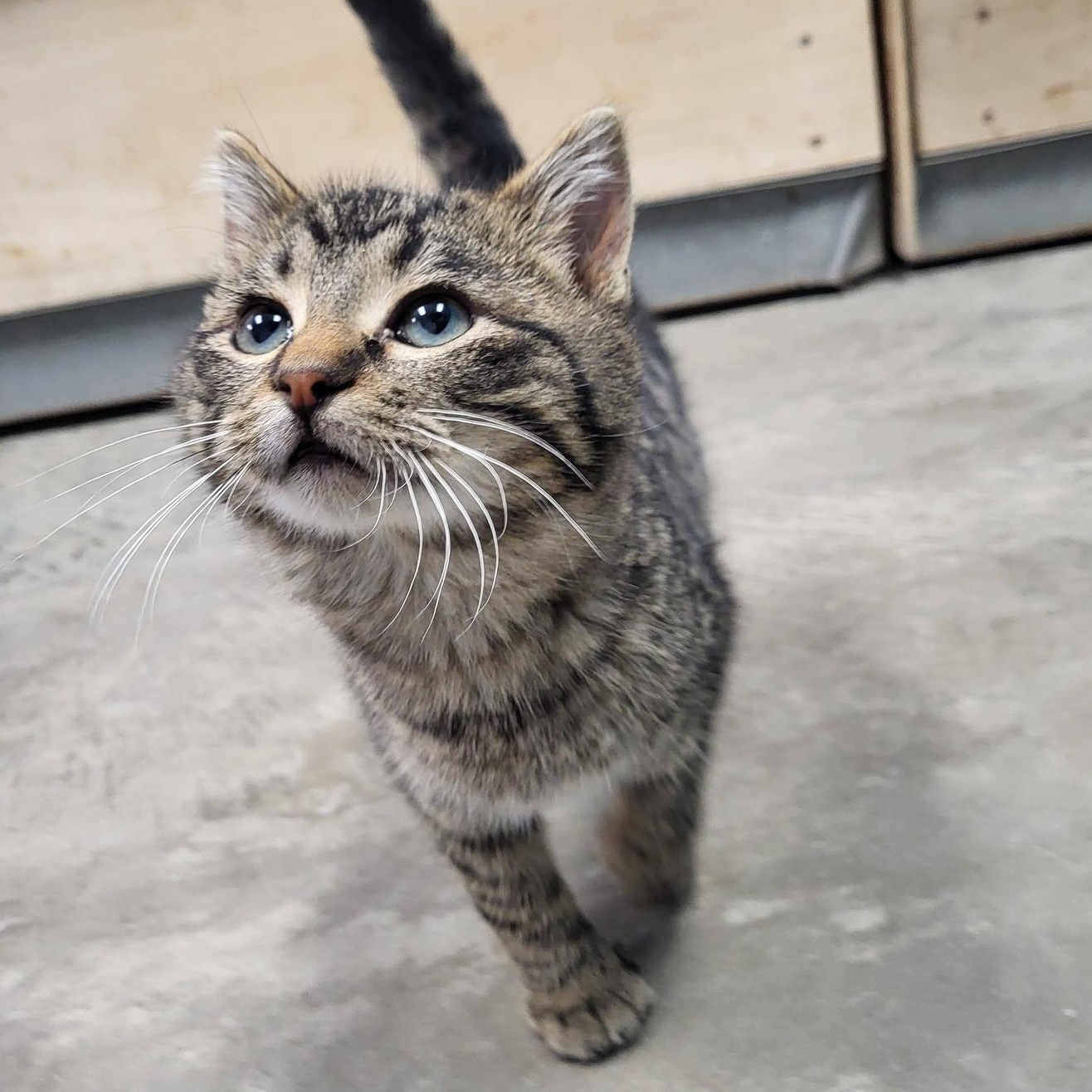 Enlarge Bigfoot, an adopted Domestic Short Hair in Chilton, WI image 4/6