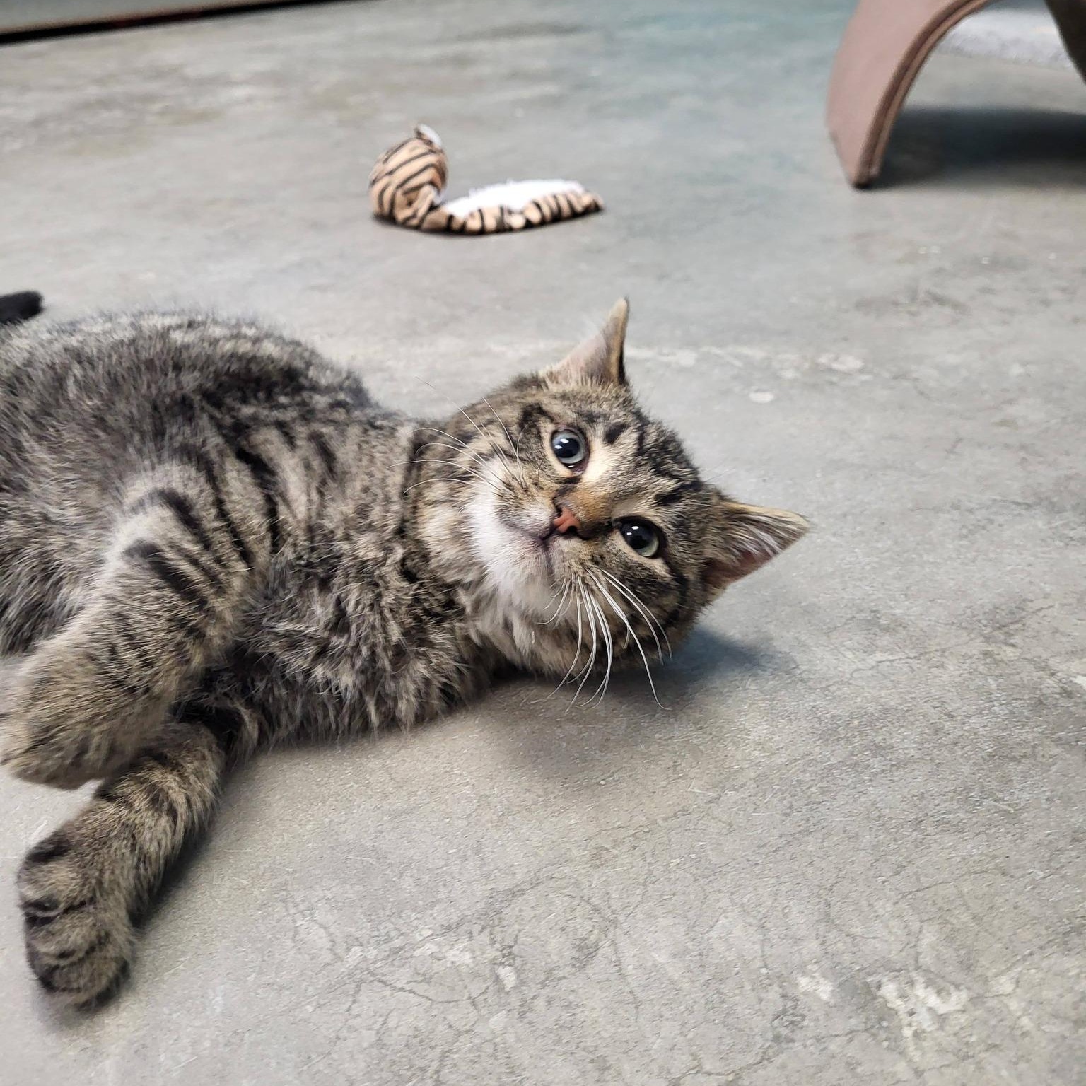 Enlarge Bigfoot, an adopted Domestic Short Hair in Chilton, WI image 5/6