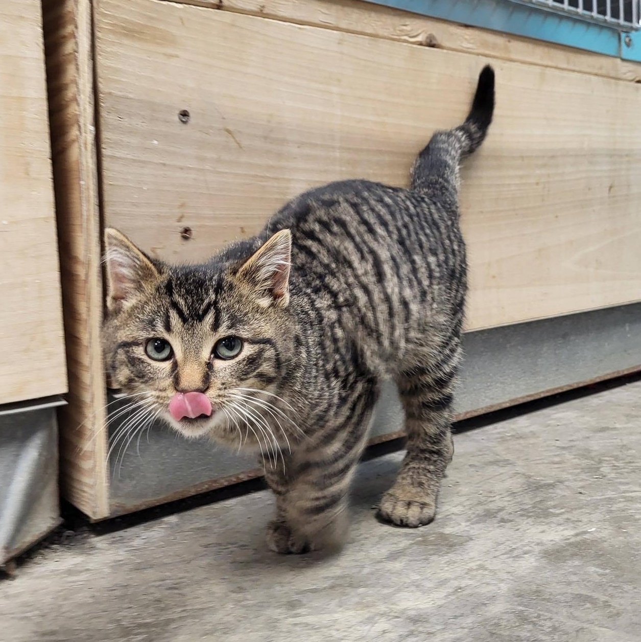 Enlarge Bigfoot, an adopted Domestic Short Hair in Chilton, WI image 3/6