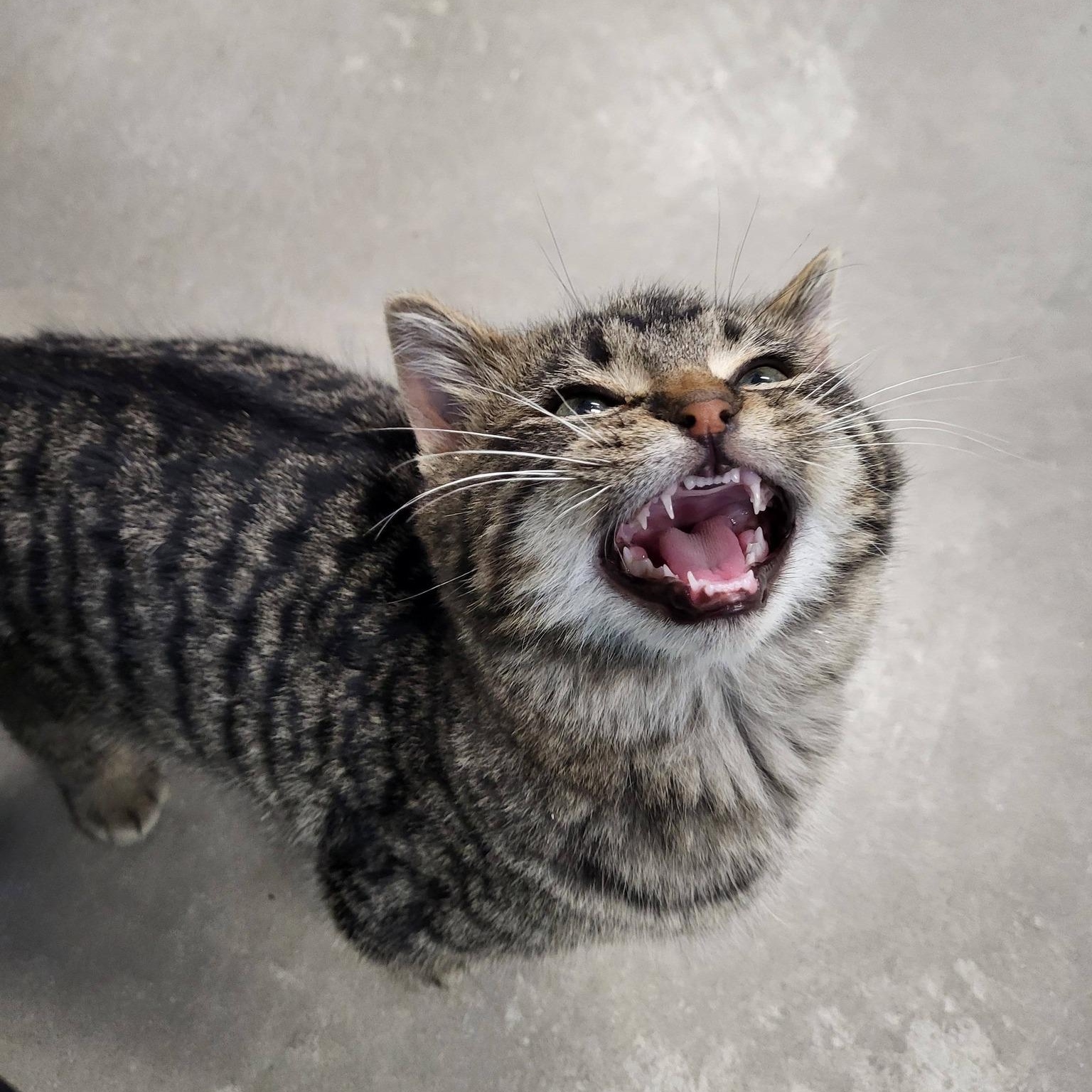 Enlarge Bigfoot, an adopted Domestic Short Hair in Chilton, WI image 6/6