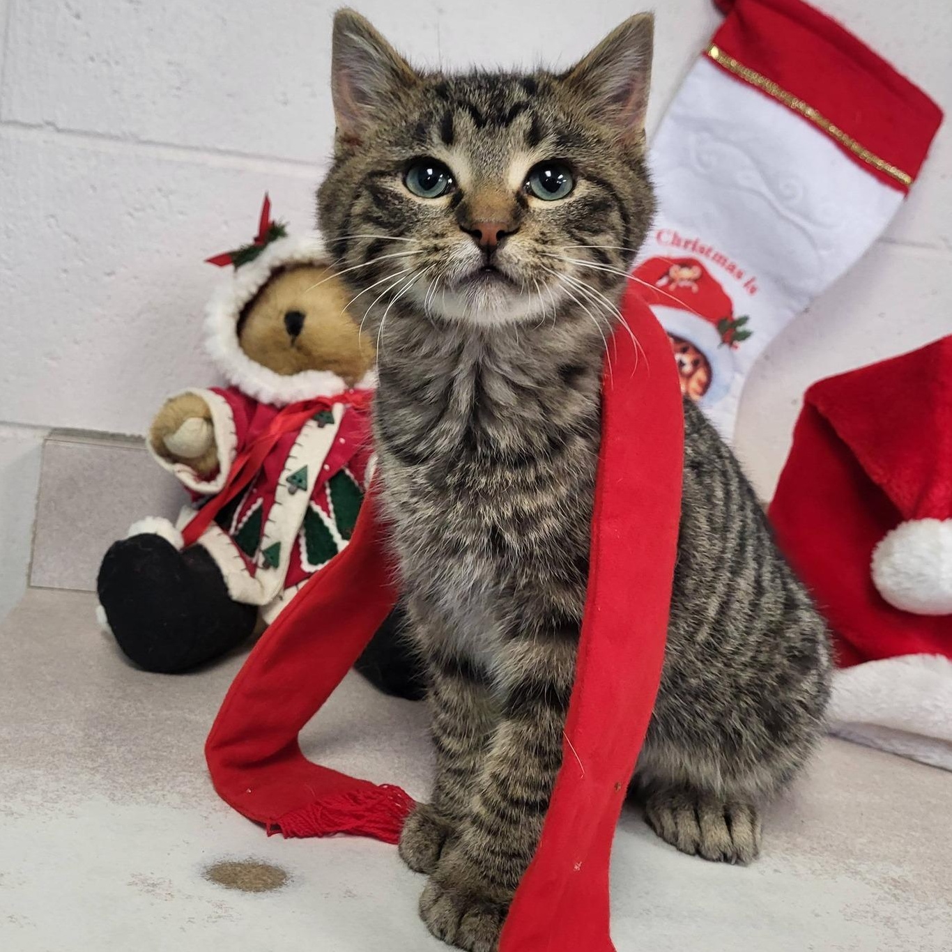 Bigfoot, adopted, Young Male Domestic Short Hair.