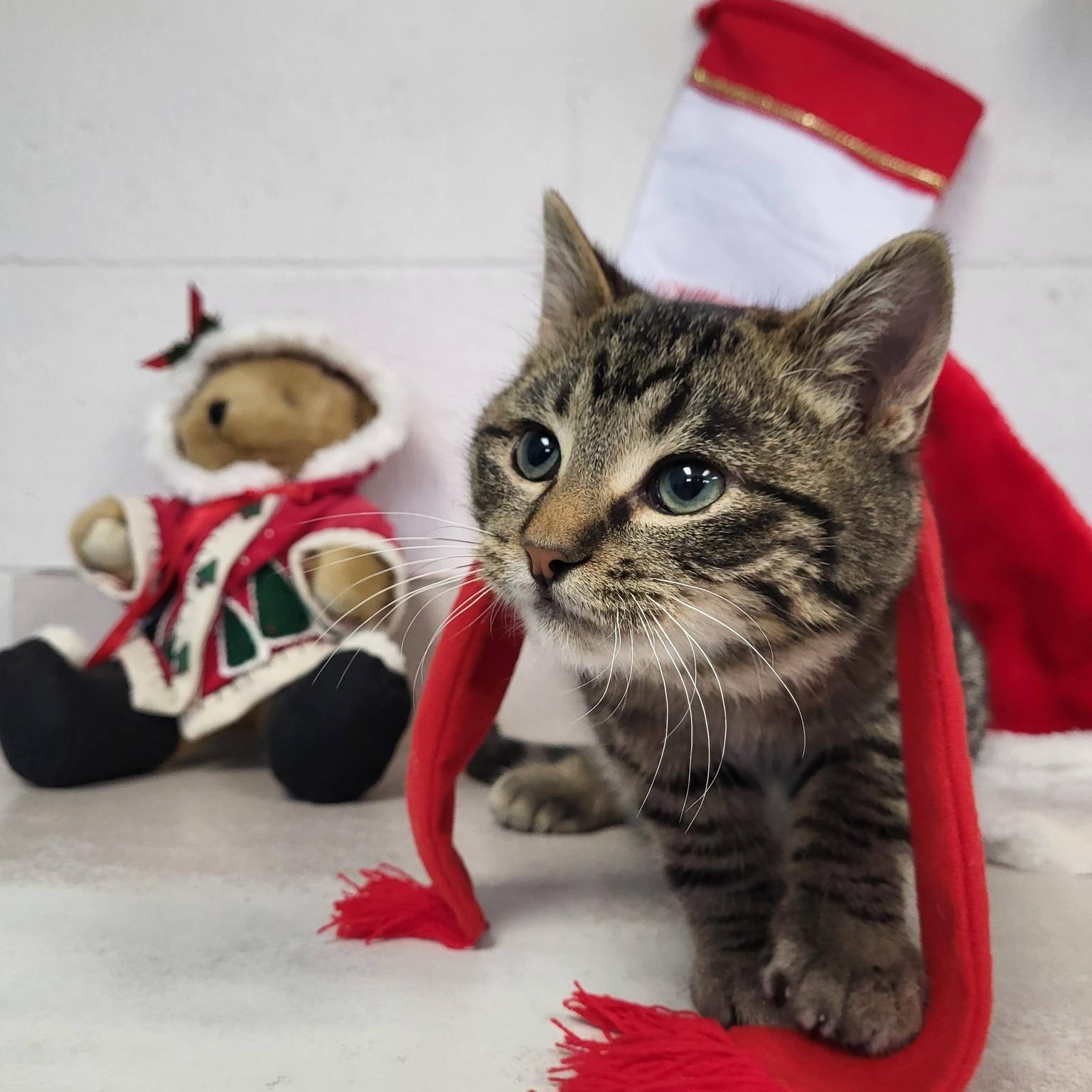 Enlarge Bigfoot, an adopted Domestic Short Hair in Chilton, WI image 2/6