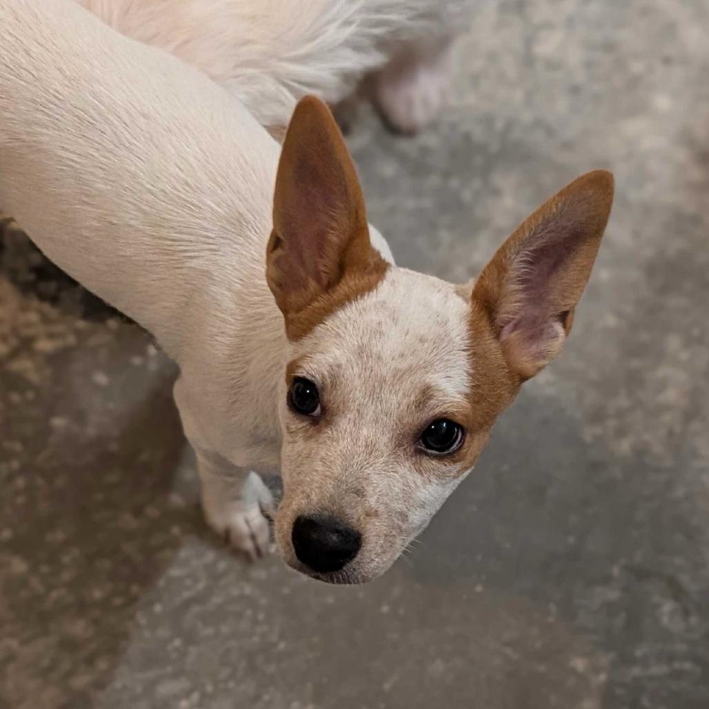 Princess, Adoptable, Puppy Female Chihuahua.