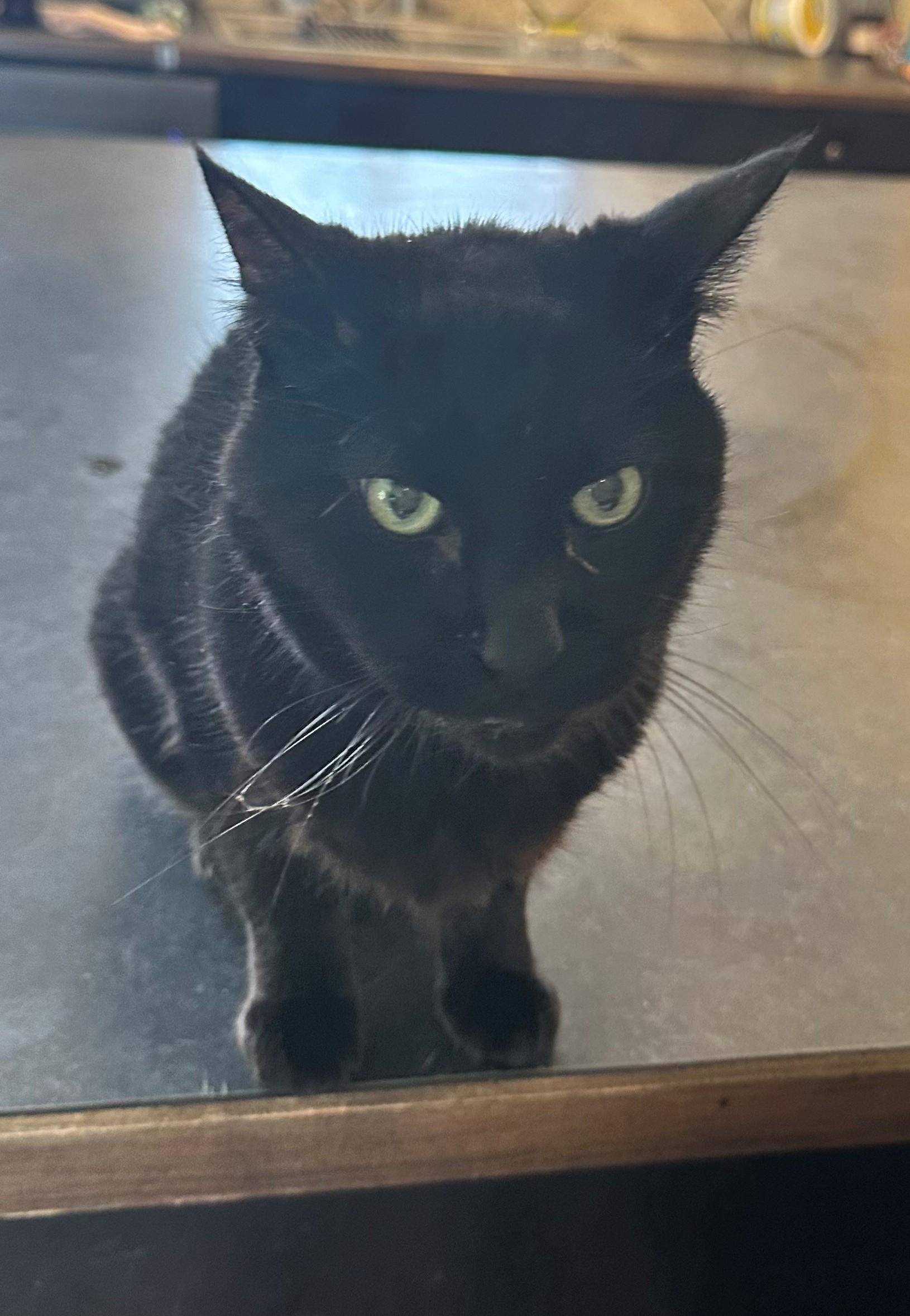 Enlarge Farrow, an adopted Domestic Short Hair in Coalhurst, AB image 1/1