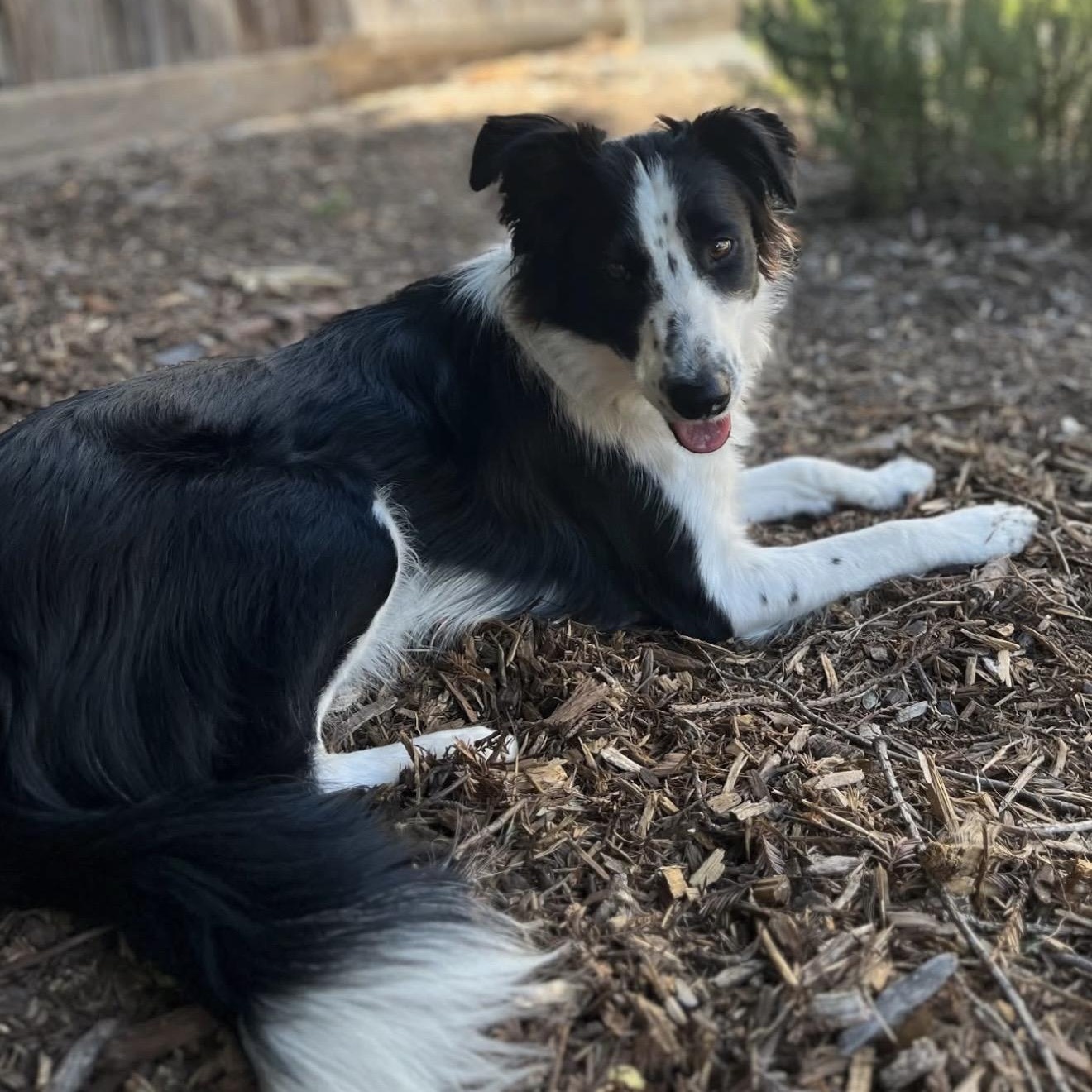 Madi, ADOPTABLE, Young Female Border Collie.