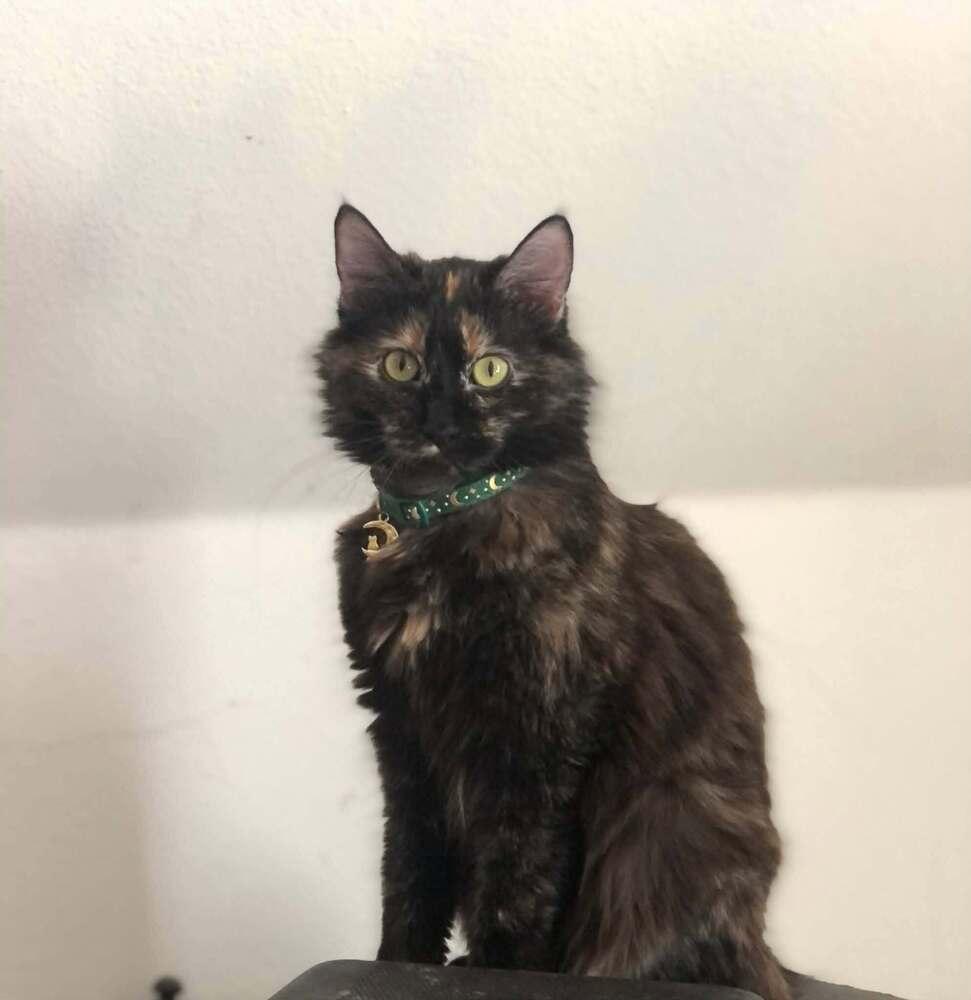 Enlarge Solstice, a Adoptable Domestic Medium Hair in Bolivar, MO image 1/1
