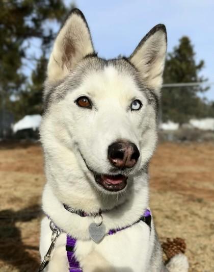 Lucie, Adoptable, Young Female Husky & Mixed Breed.