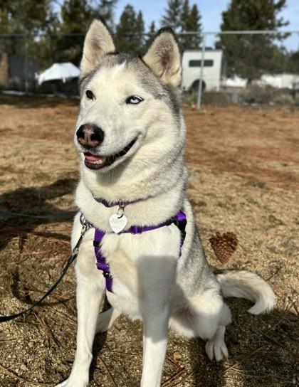 Enlarge Lucie, a Adoptable mixed breed in Portola, CA image 1/1