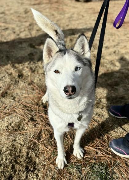 Enlarge Lucie, a Adoptable mixed breed in Portola, CA image 3/3