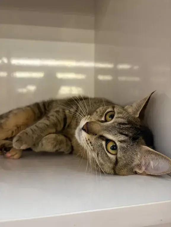 Sushi, Adoptable, Young Female Domestic Short Hair.