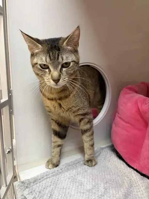 Sushi, a Adoptable Domestic Short Hair in Grand Rapids, MI image 2/6