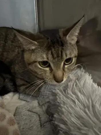 Sushi, Adoptable, Young Female Domestic Short Hair.