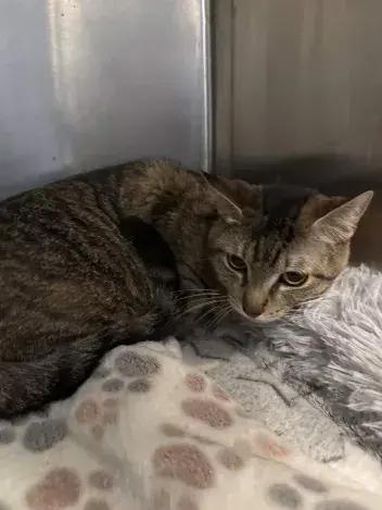 Enlarge Sushi, a Adoptable Domestic Short Hair in Grand Rapids, MI image 2/5