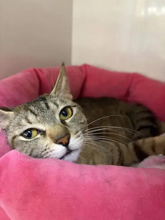 Sushi, a Adoptable Domestic Short Hair in Grand Rapids, MI image 5/6