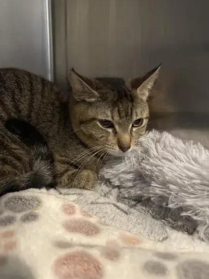 Enlarge Sushi, a Adoptable Domestic Short Hair in Grand Rapids, MI image 3/5