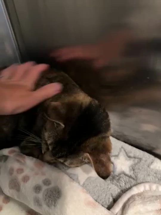 Enlarge Sushi, a Adoptable Domestic Short Hair in Grand Rapids, MI video 4/5